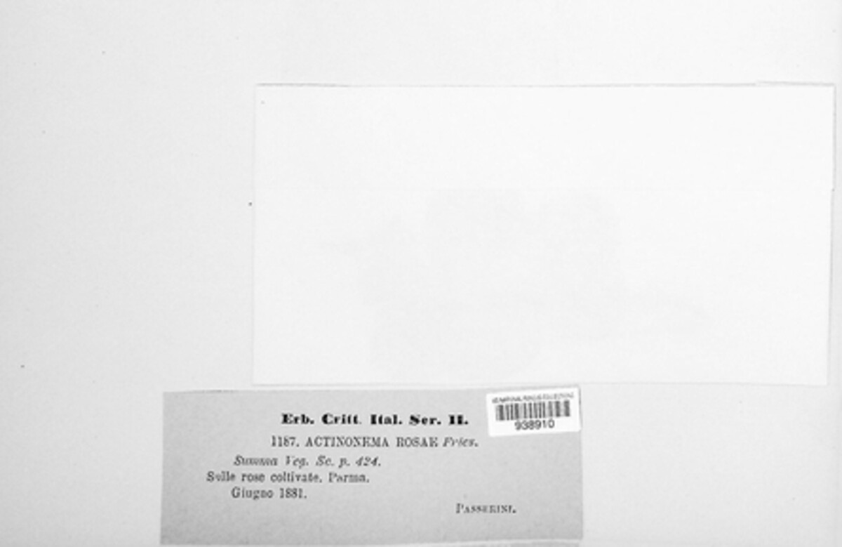 Diplocarpon rosae image